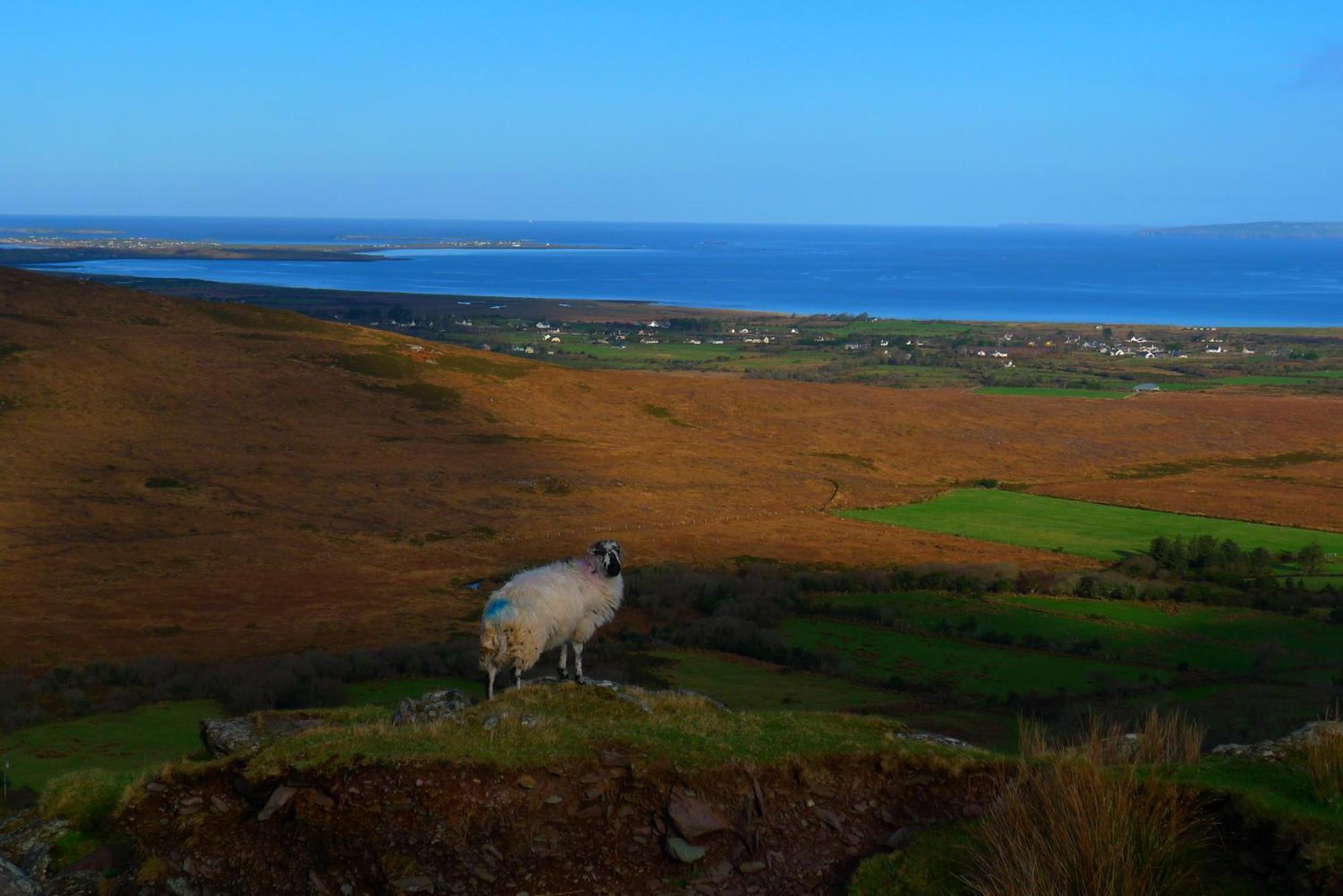 Keanes Of Curraheen, Bar, Restaurant & Accommodation Tralee Eksteriør billede